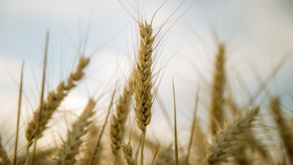 Пшеница сорт Икар