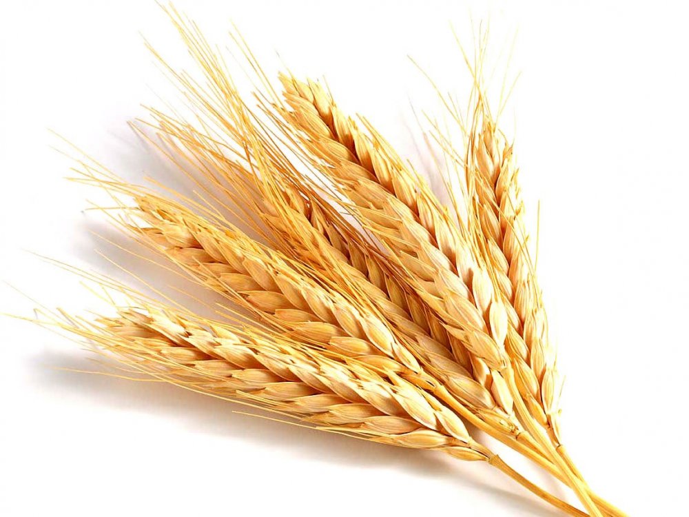 Колоски рожь и пшеница