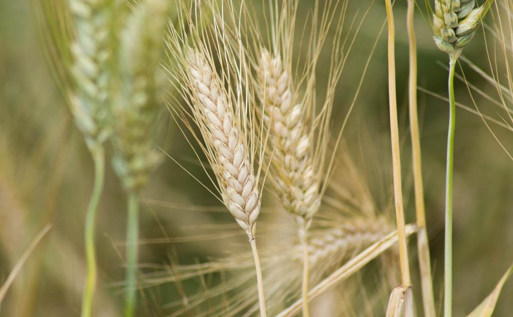 Колосок пшеницы фото