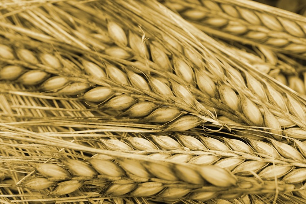 Тургидная пшеница