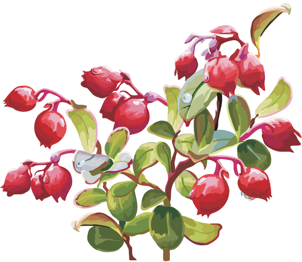 Раскраска брусника Лесные ягоды