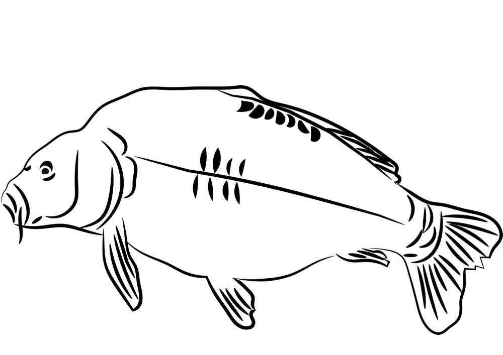 Раскраска рыба Карп