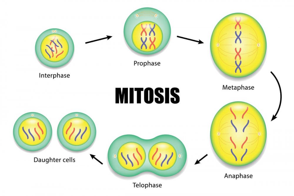 Mitosis animation