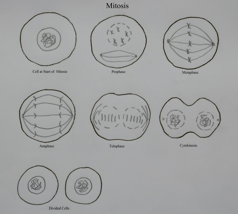 Фазы деления клетки митоз