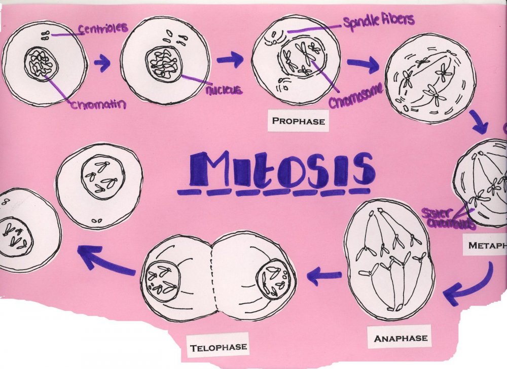Деление клетки митоз