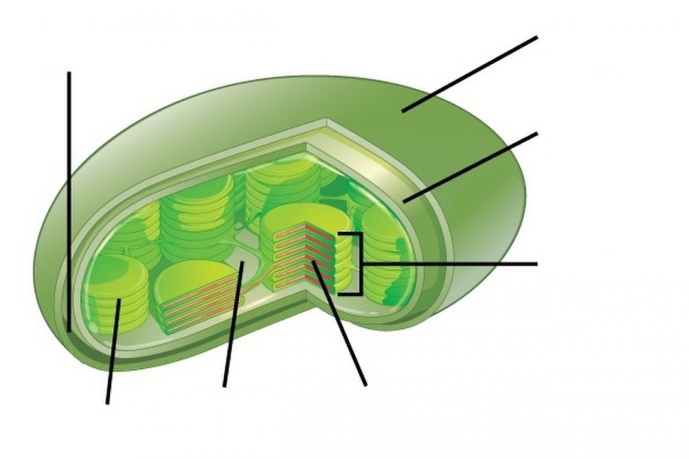 Схема строения хлоропласта растительной клетки