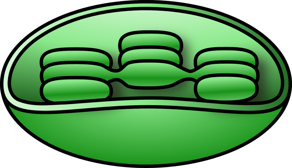 Diagram of the chloroplast