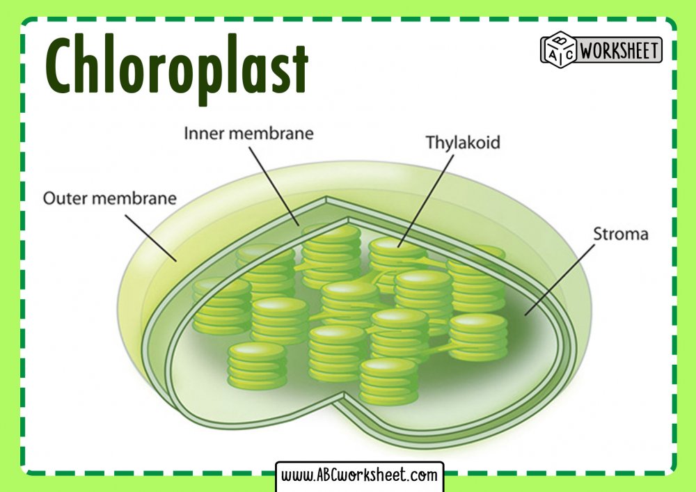 Внешняя мембрана хлоропластов функции