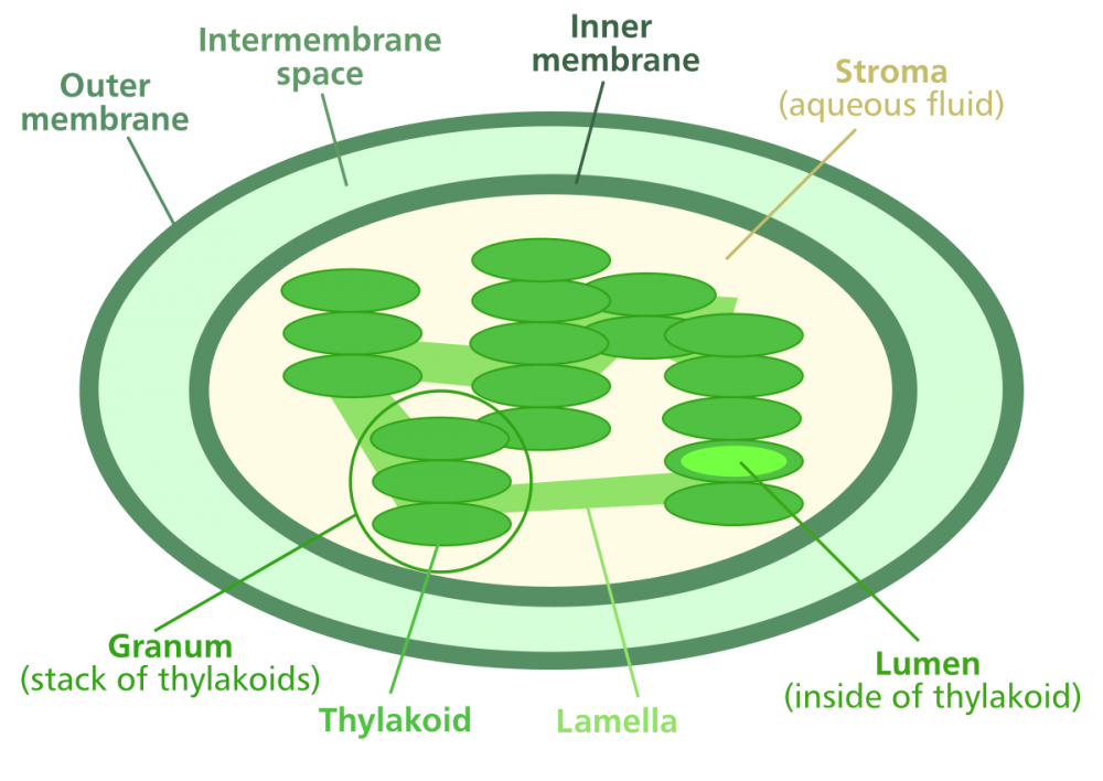 Тилакоиды стромы хлоропласта