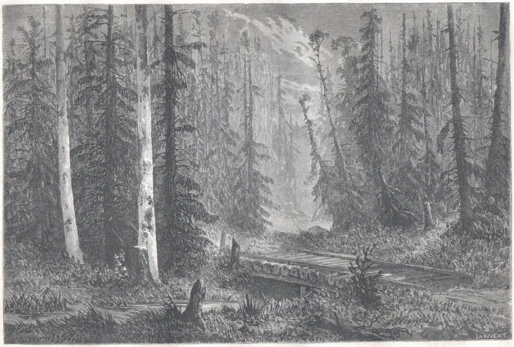 Финляндия 19 век лес