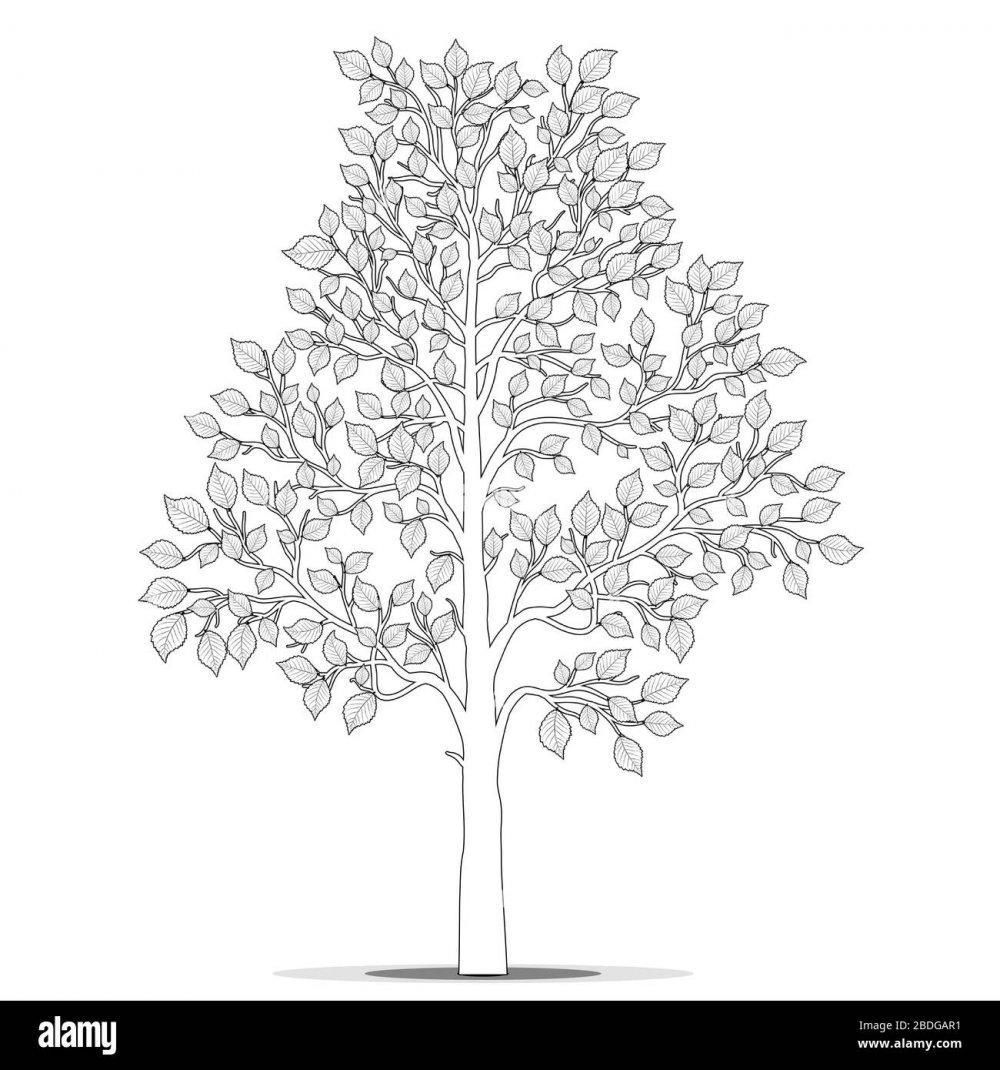 Листья деревьев для раскрашивания