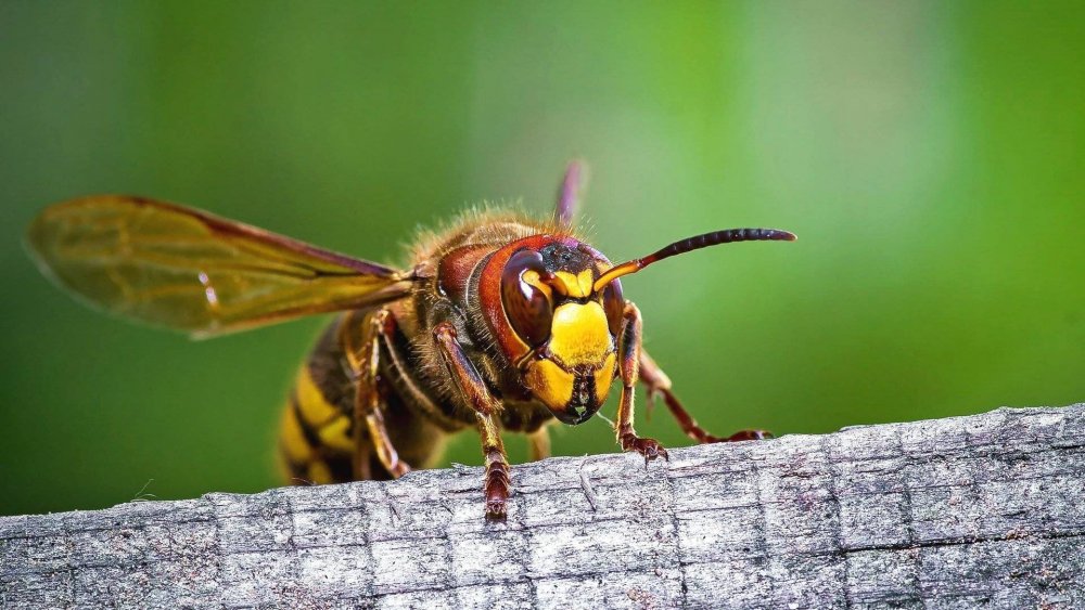 Шершень обыкновенный и пчела