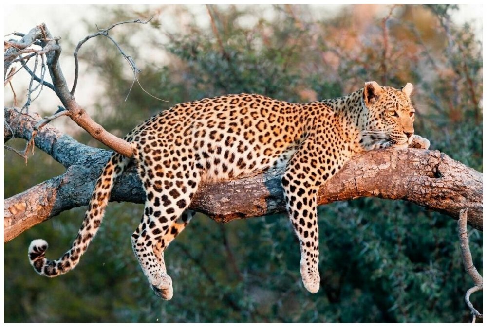 Леопард готовится к прыжку
