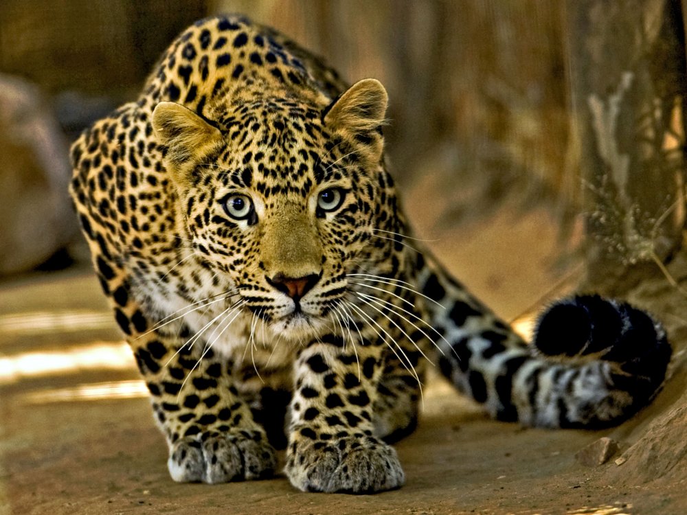 Переднеазиатский леопард Барс
