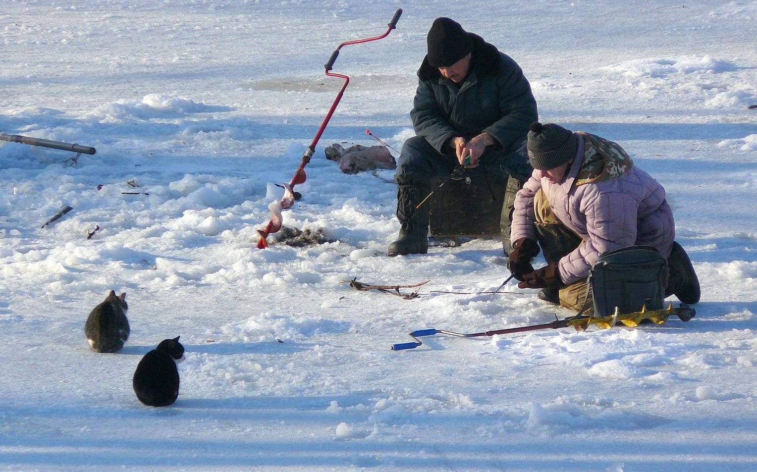 Зимняя рыбалка прикол. Приколы на рыбалке. Зимняя рыбалка приколы. Кот на зимней рыбалке. Рыбалка зимой приколы.