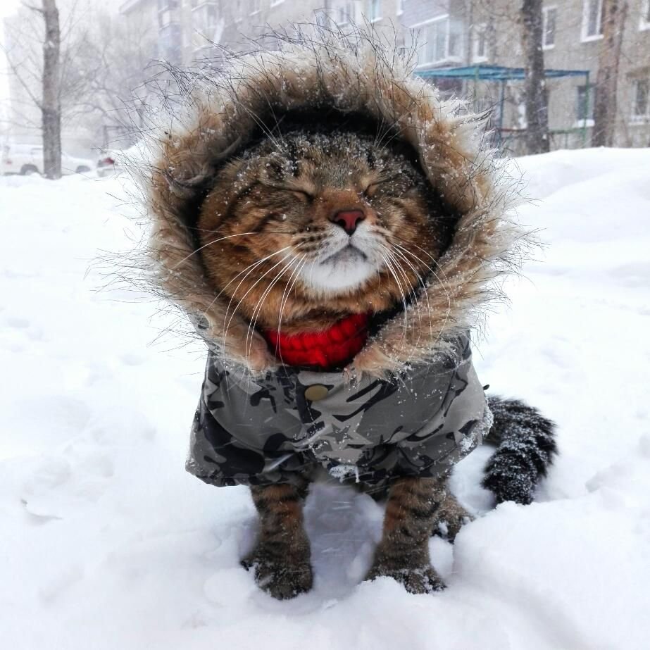 Котики в зимних нарядах