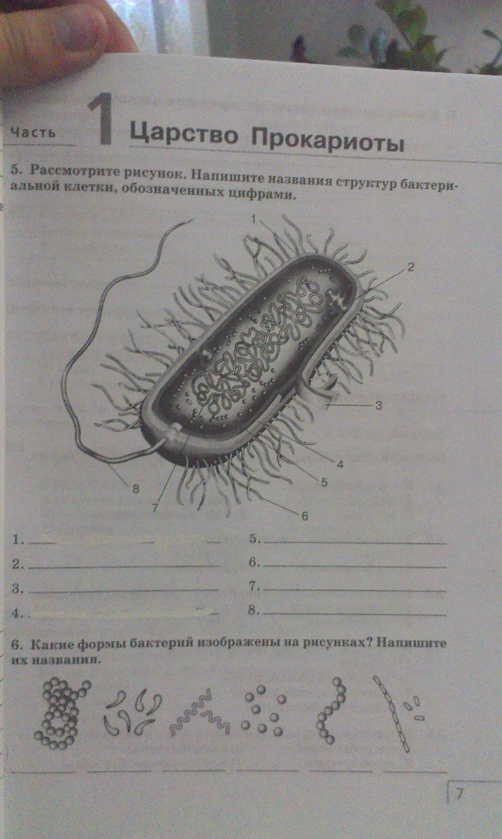 Строение бактерии 5 класс биология
