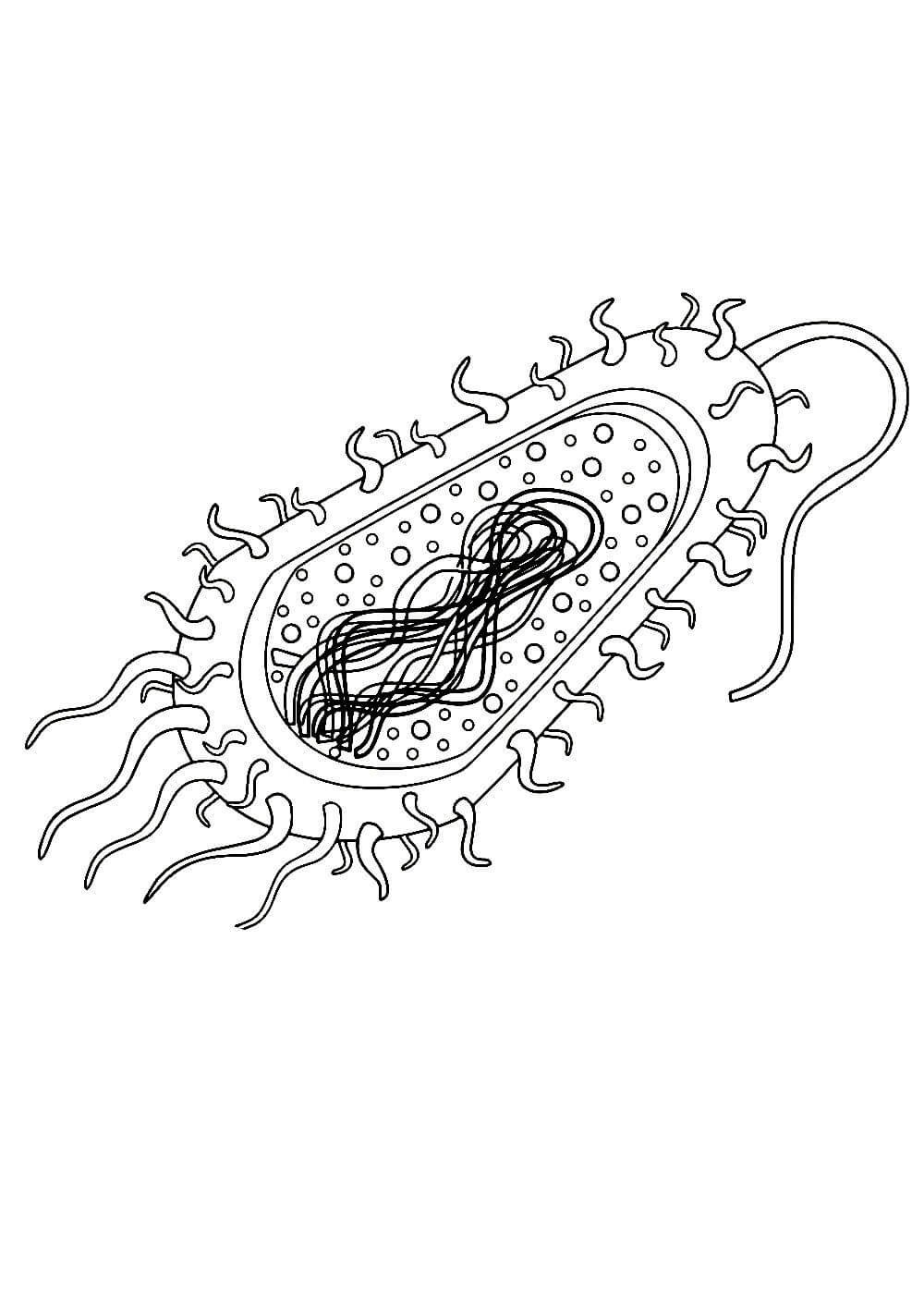 Бактериальная клетка рисунок