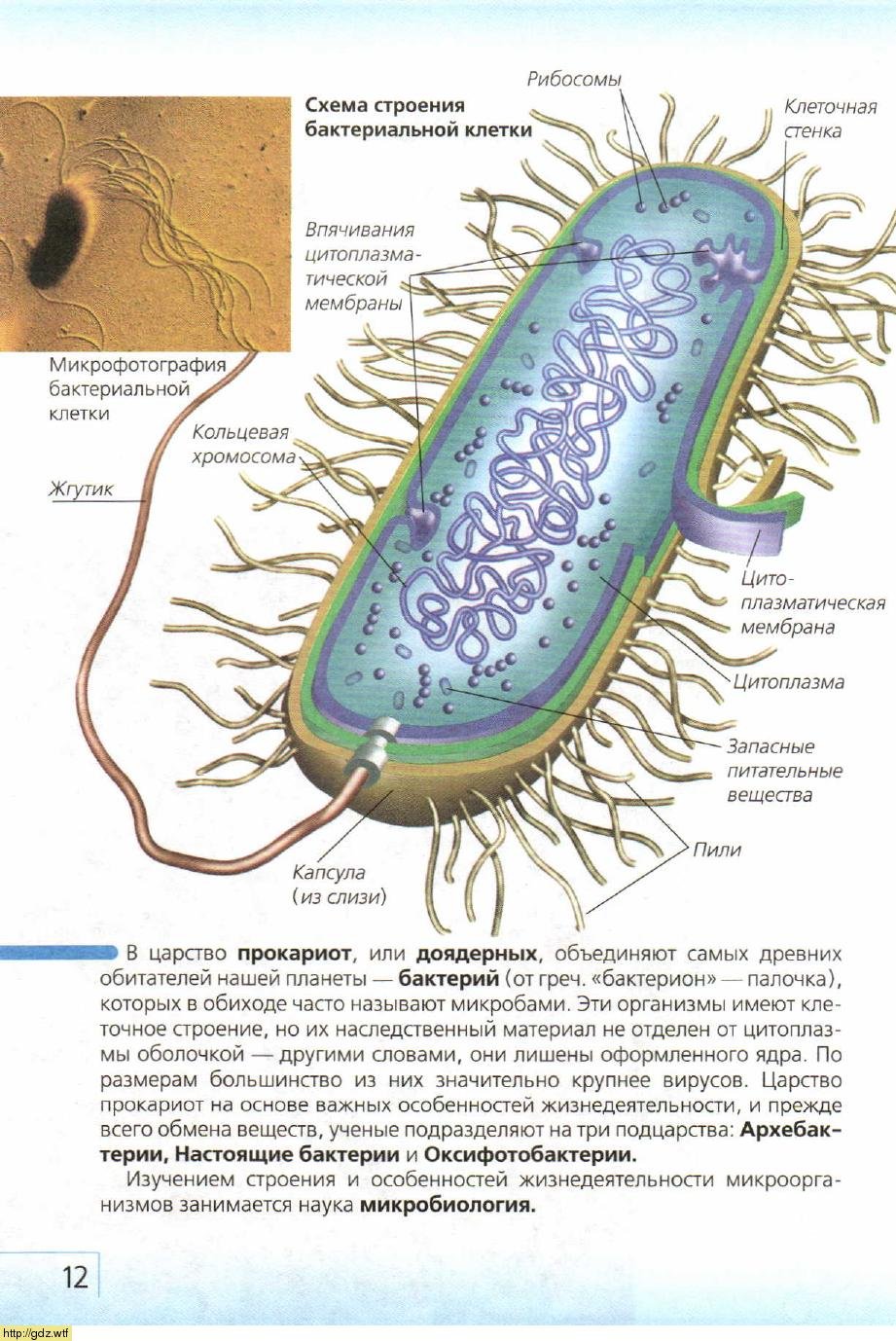 Схематическое изображение строения бактериальной клетки