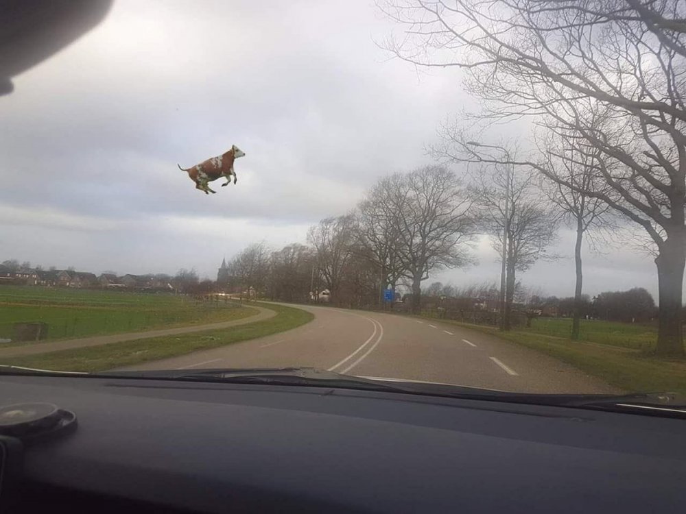 Корова в воздухе