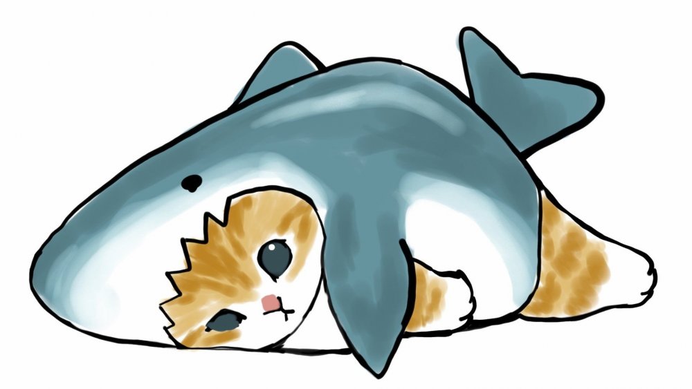Котик в костюме акулы