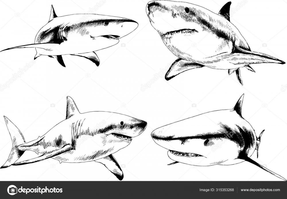 Кошачья акула рисунок карандашом