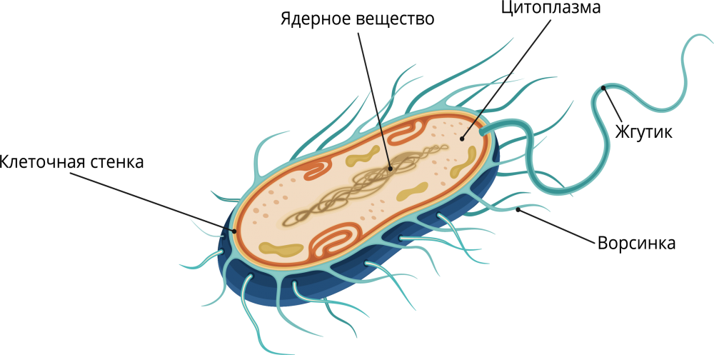 Наружное строение бактериальной клетки