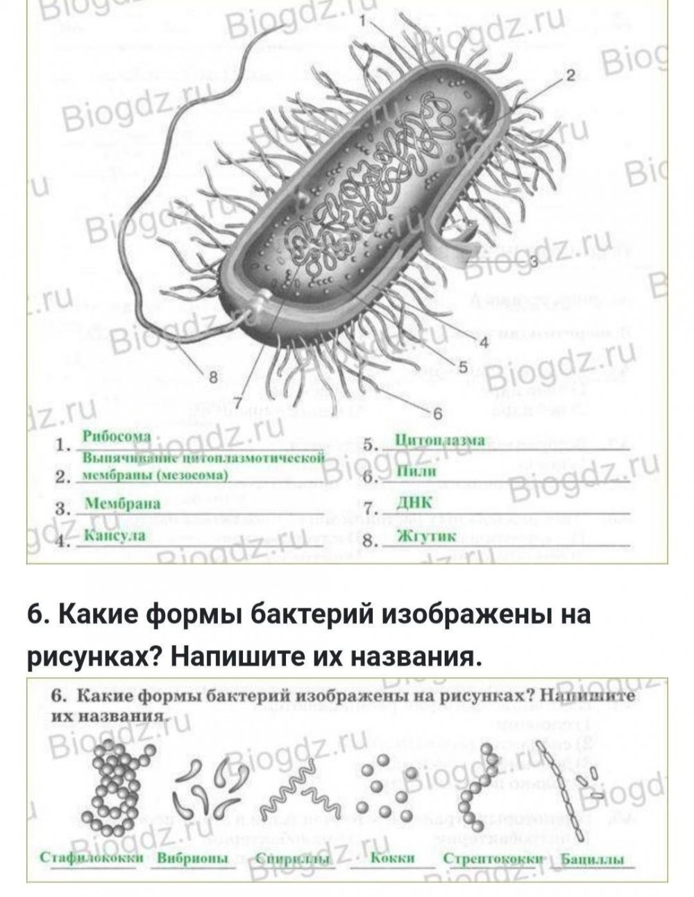 Эубактерии строение бактериальной клетки