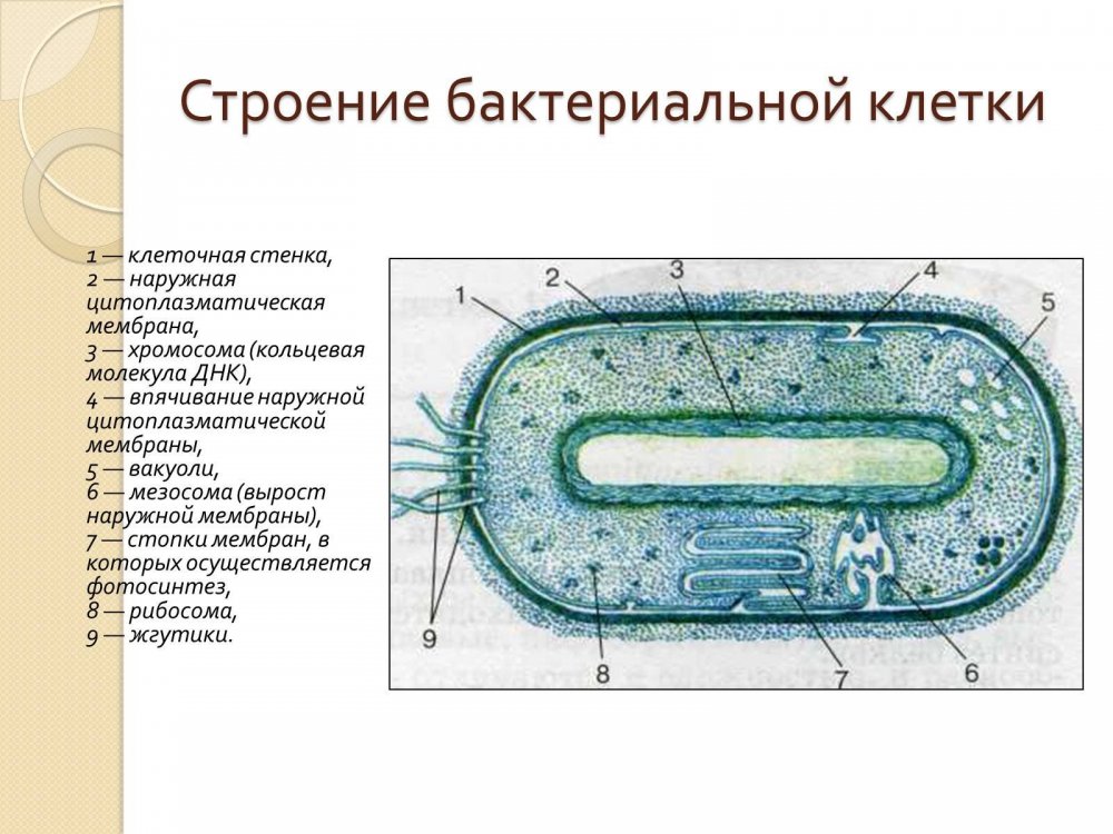 Структура строения прокариотической клетки