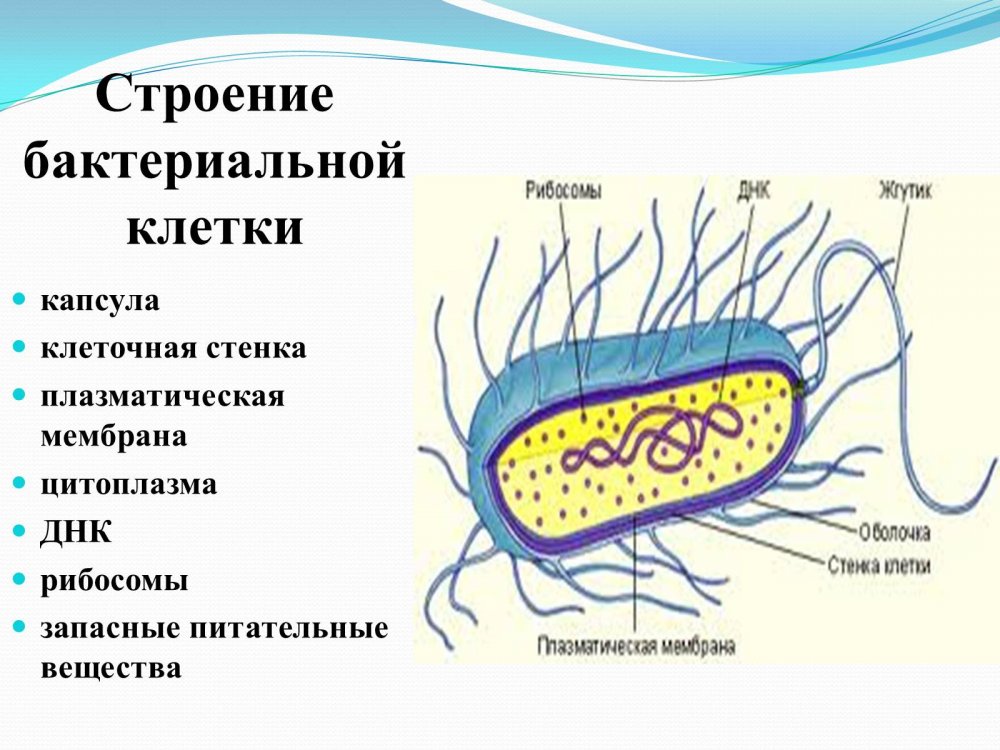 Схема строения бактериальной клетки биология 7 класс