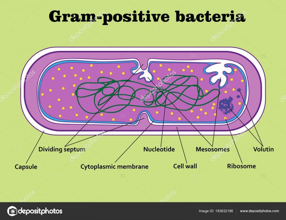 Грамположительные бактерии