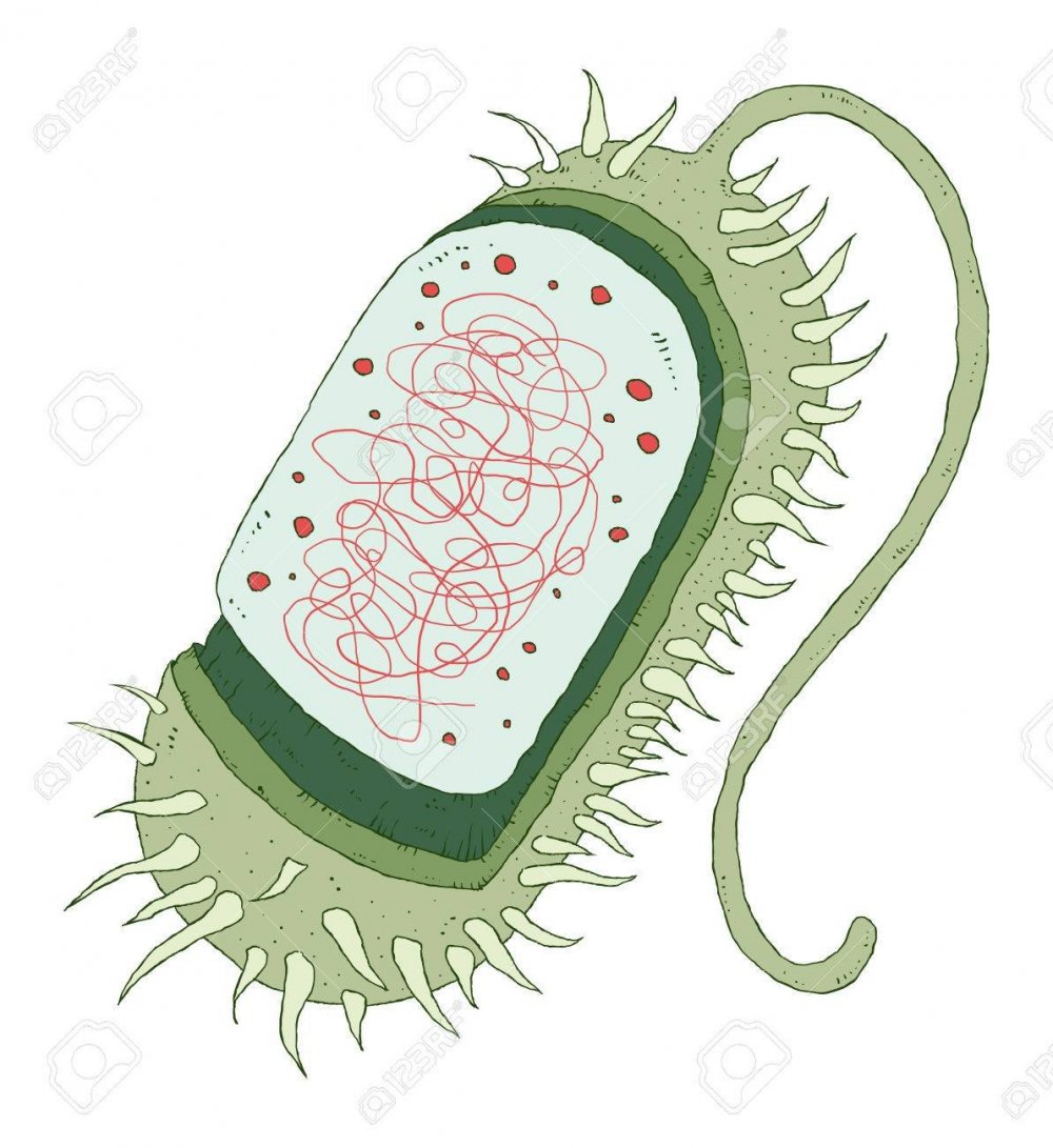 Бактерия в разрезе