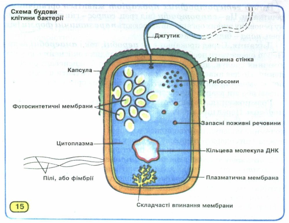 Клітина бактерії