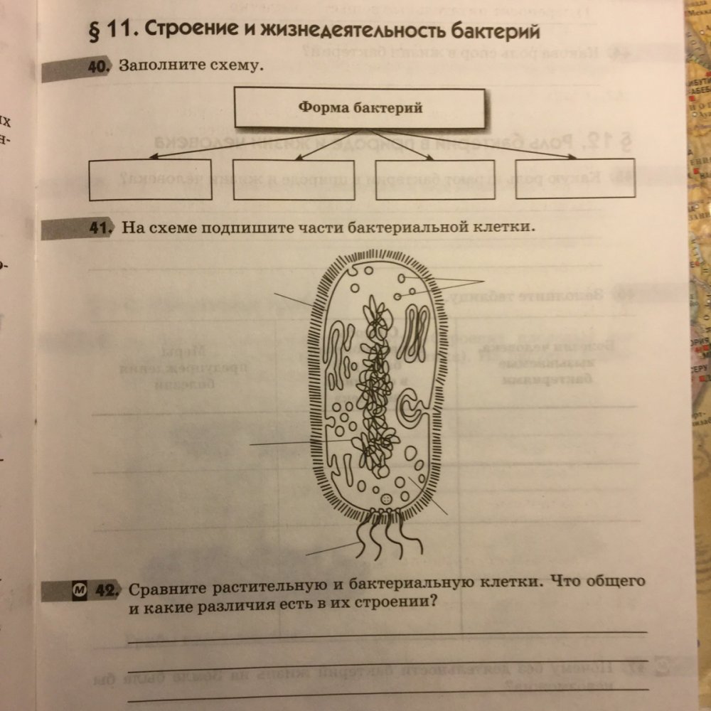 Клетка бактерии 5 класс биология