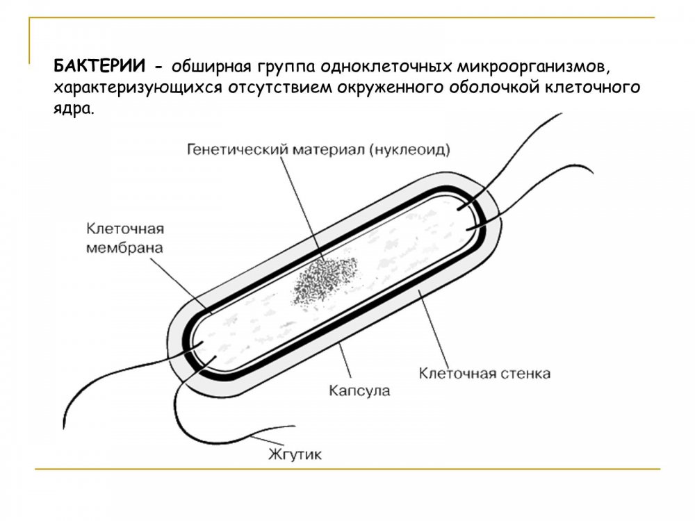 Строение бактерии Сенной палочки
