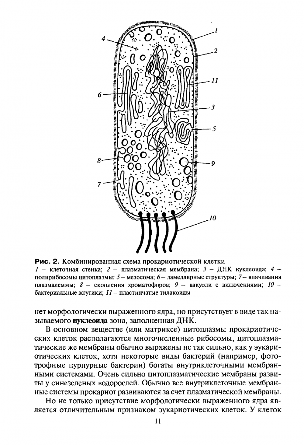 Схема строения прокариотической клетки