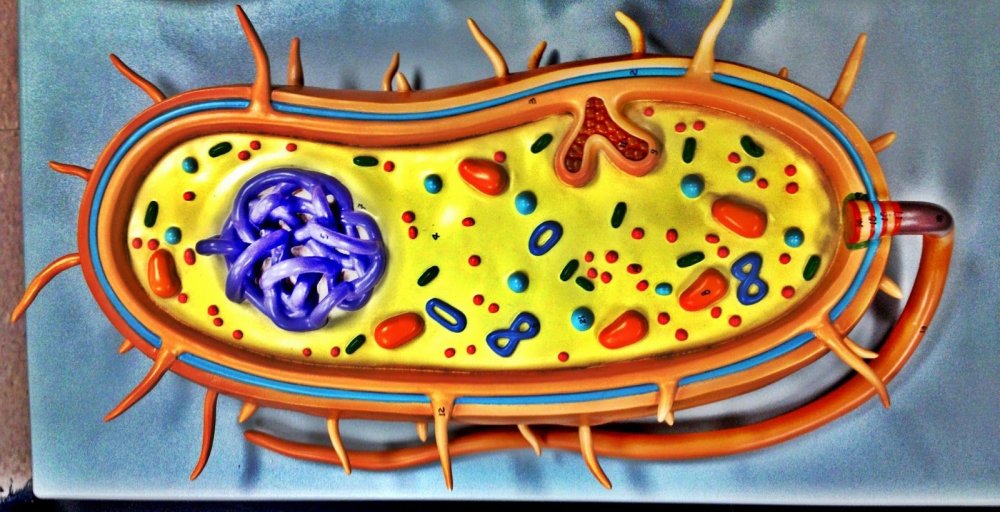 Модель бактериальной клетки 5 класс биология