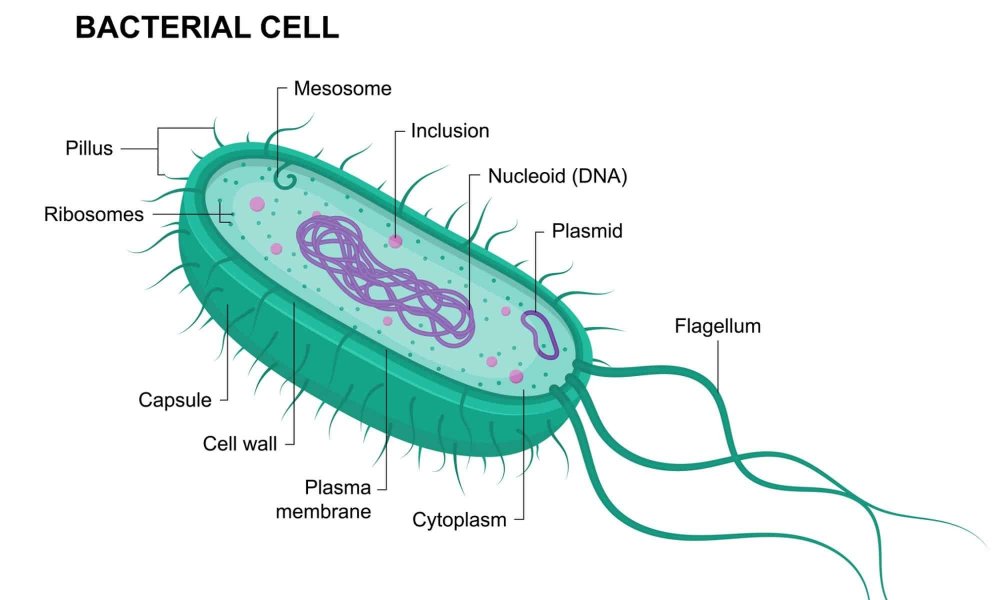 Шестиугольные клетки бактерии