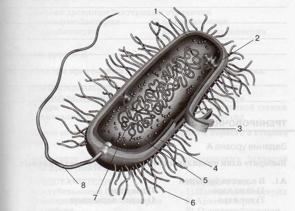 Строение бактериальной клетки прокариот