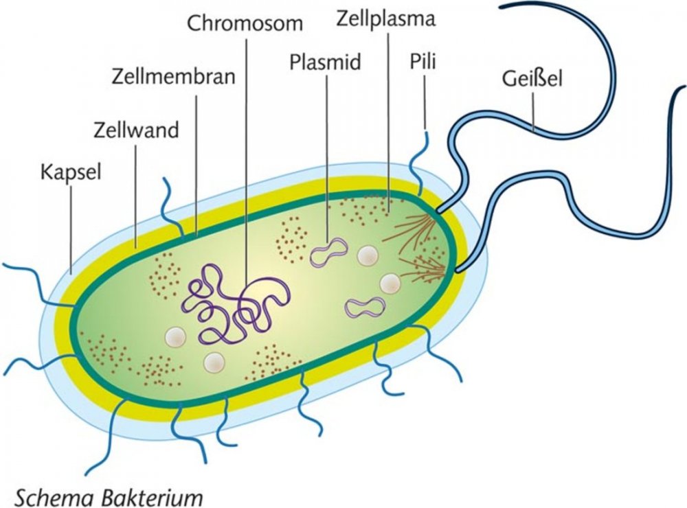 Схема строения прокариотической клетки