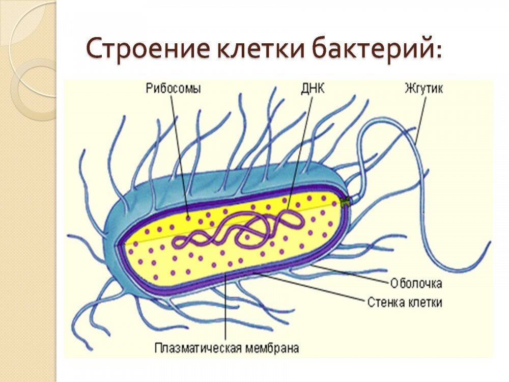 Строение бактериальной клетки 9 класс биология