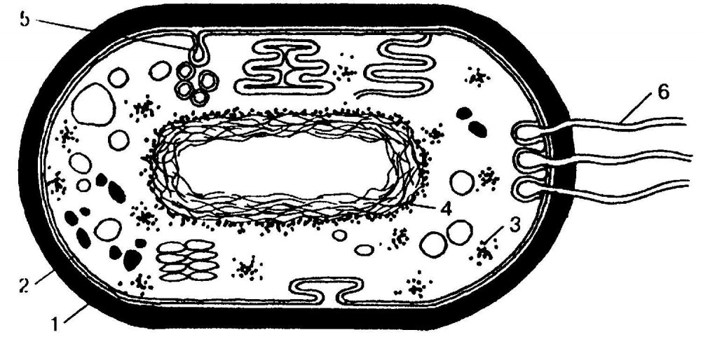 Прокариотическая бактериальная клетка строение