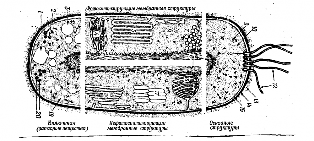Строение прокариотических клеток микробиология