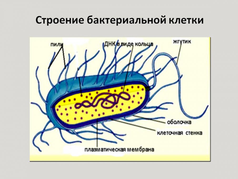 Строение клетки жгутиковых бактерий