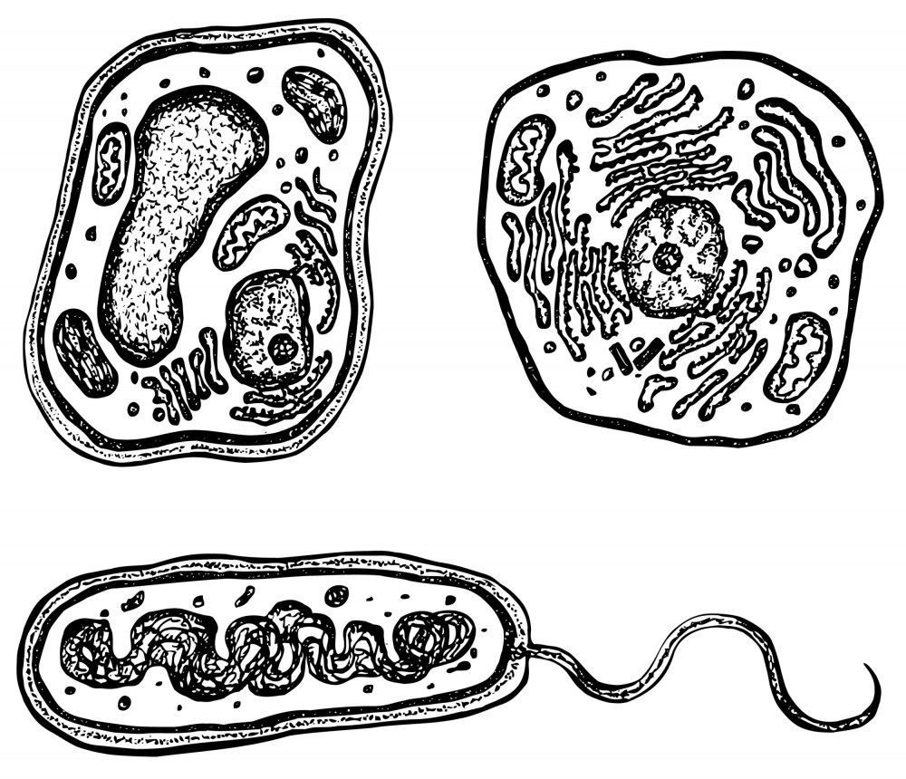 Клетка бактерии без подписей черно белая