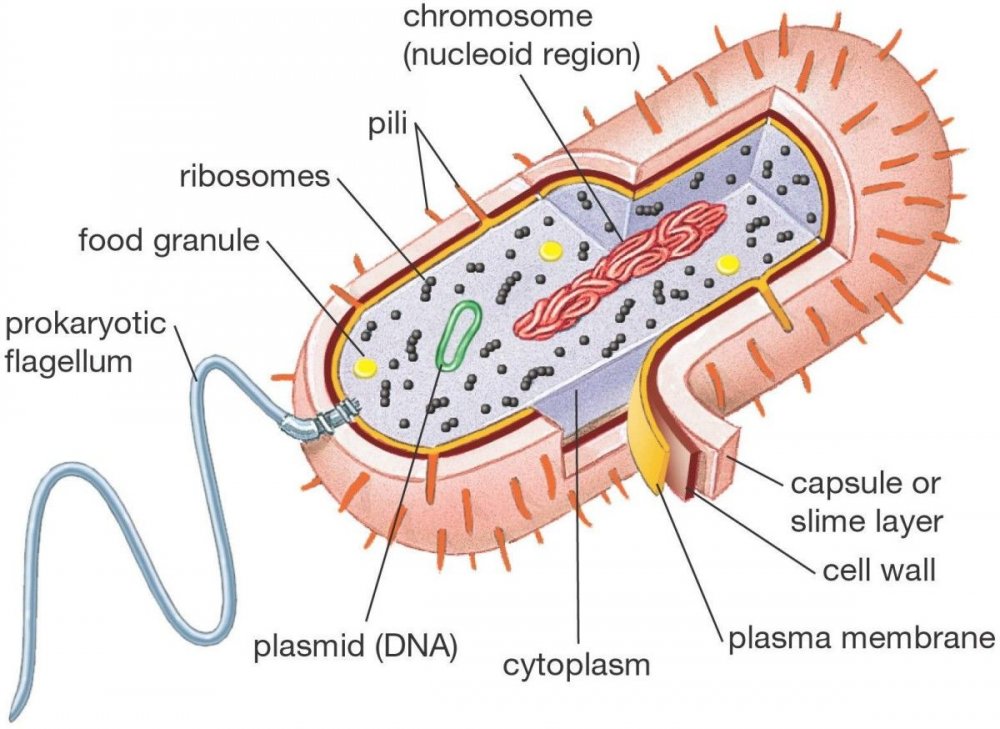 Строение клетки бактерии капсула