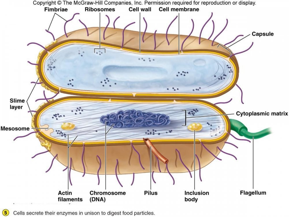 Строение бактерии бациллы