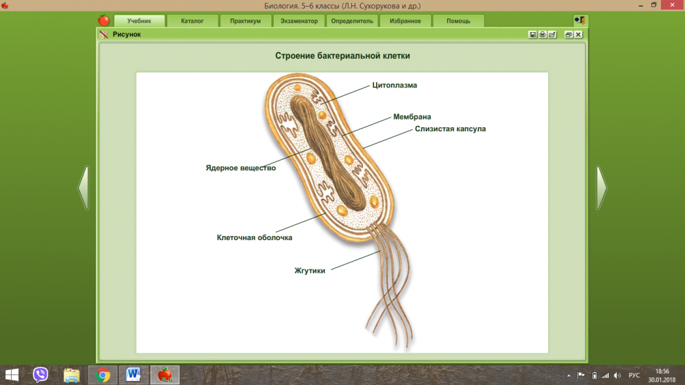 Строение бактериальной клетки 7 класс биология