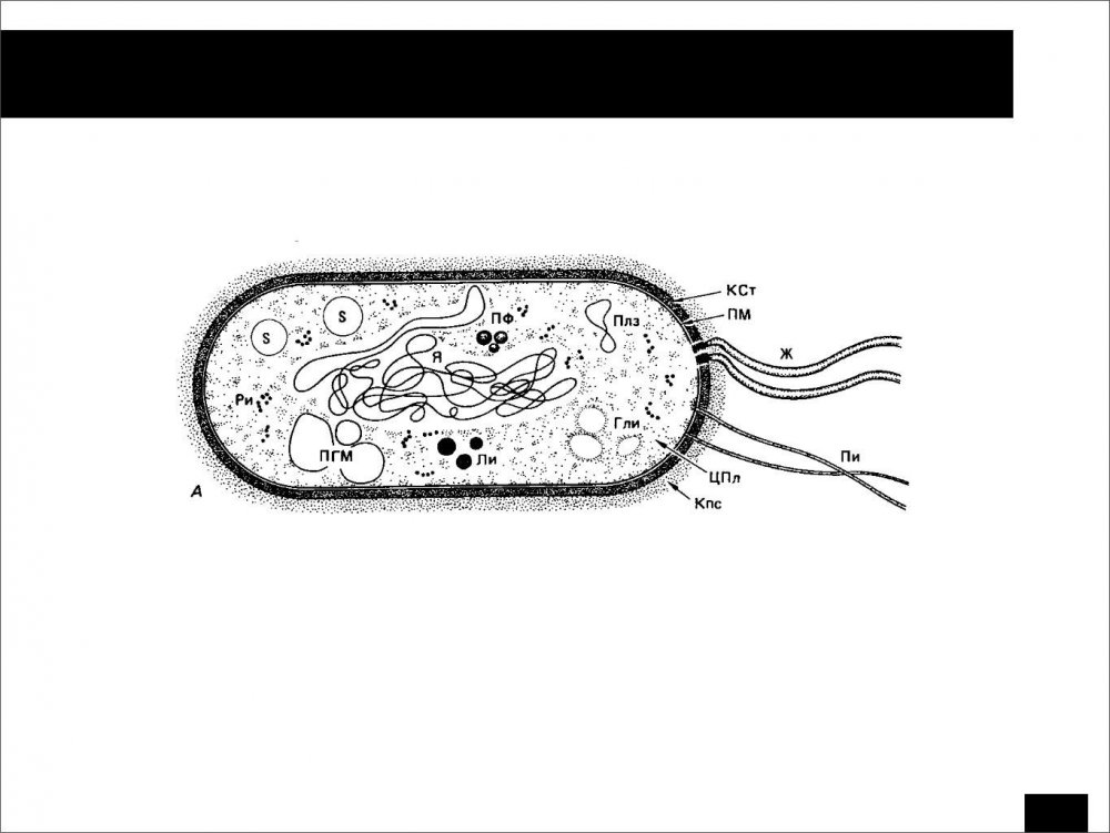 Прокариотическая бактериальная клетка строение