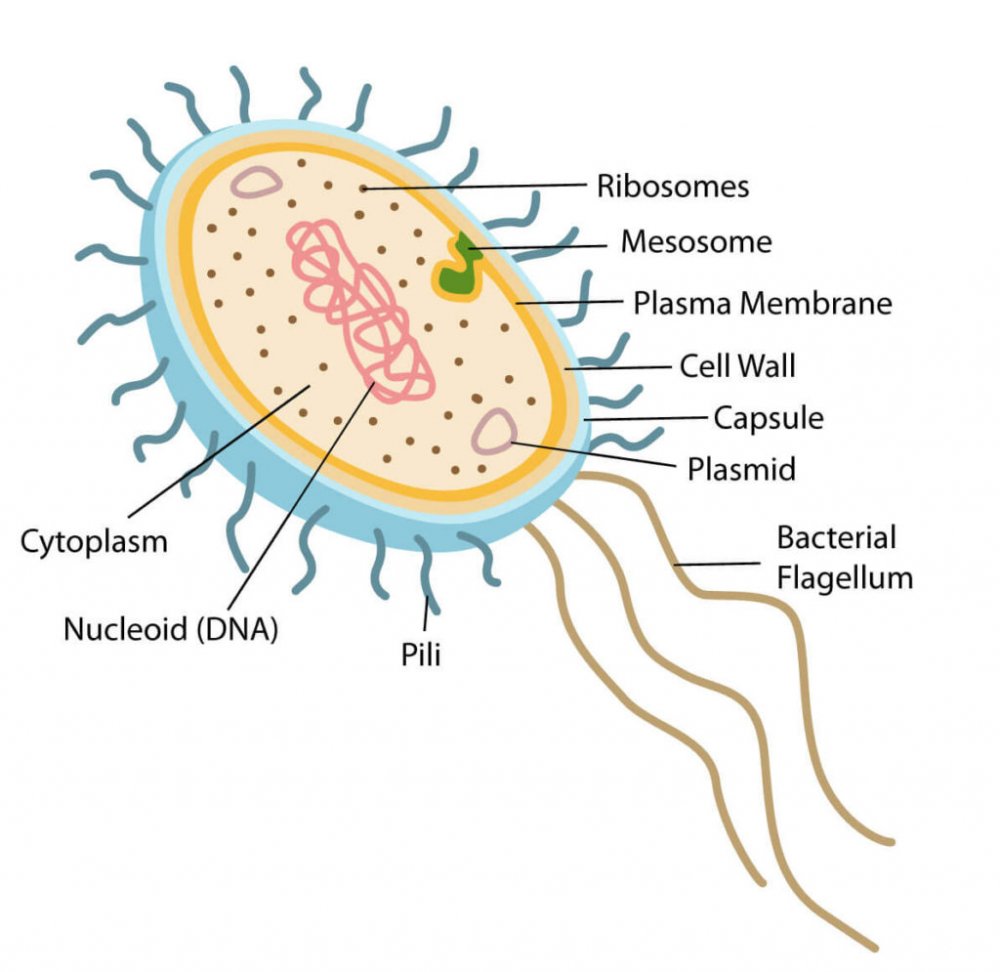 Prokaryotic Cell structure